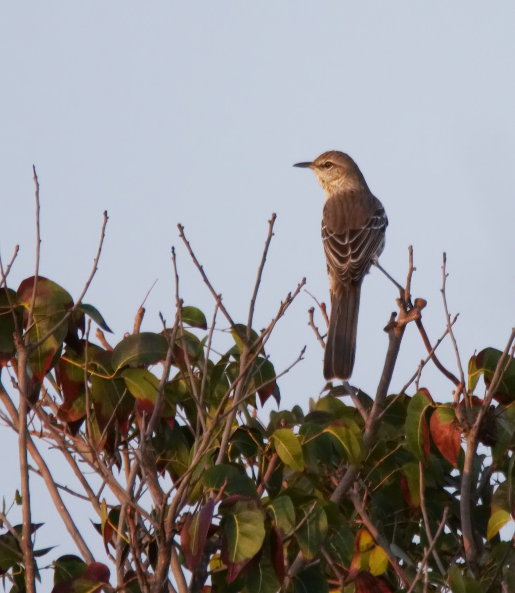 Bahama Mockingbird - ML150946041