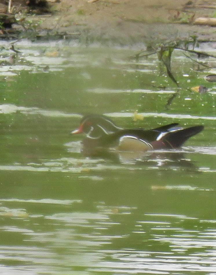 Wood Duck - ML150946061