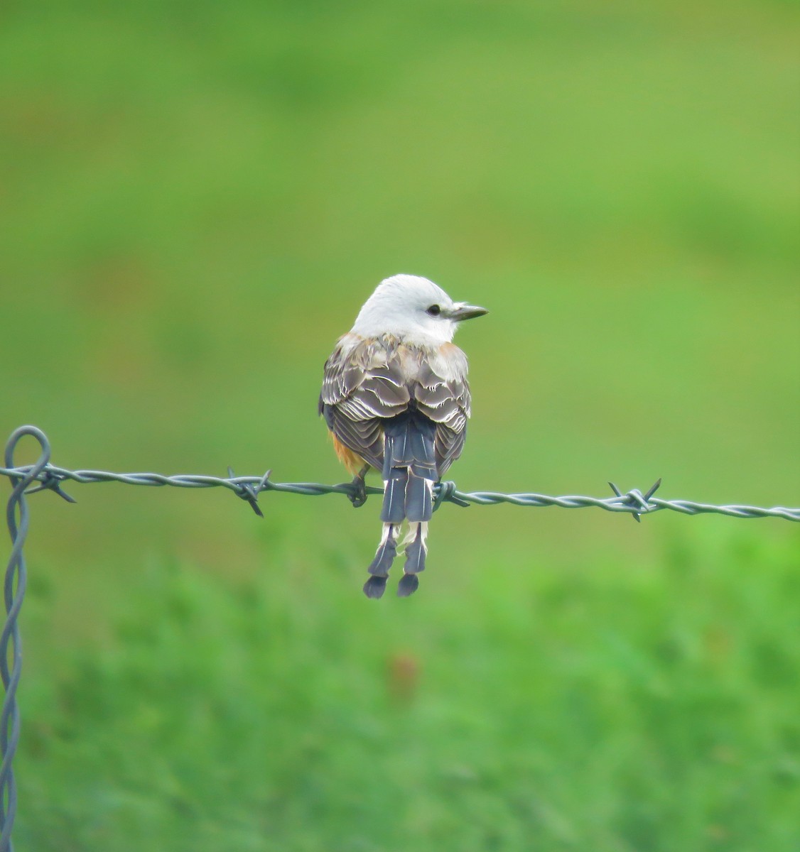 Scissor-tailed Flycatcher - ML150946121