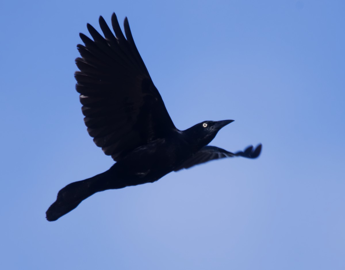 Greater Antillean Grackle - ML150946271