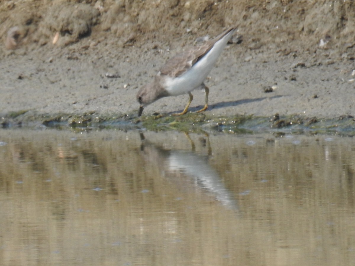 temmincksnipe - ML150946491