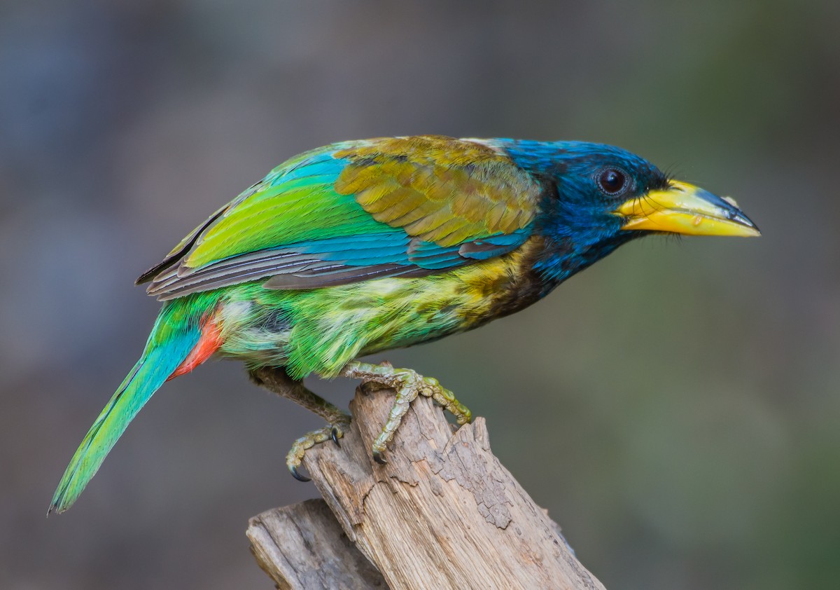 Great Barbet - ML150946941