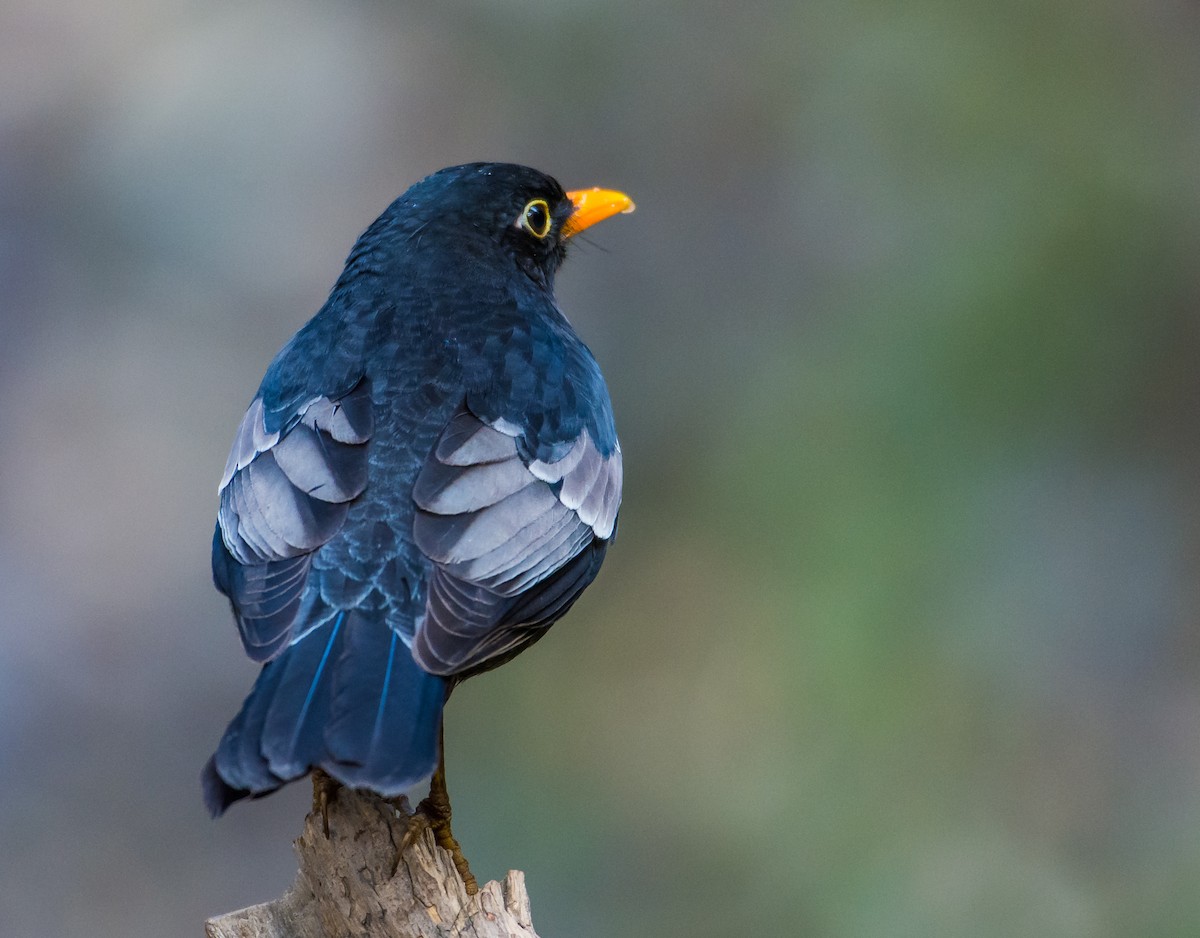 Gray-winged Blackbird - ML150947081