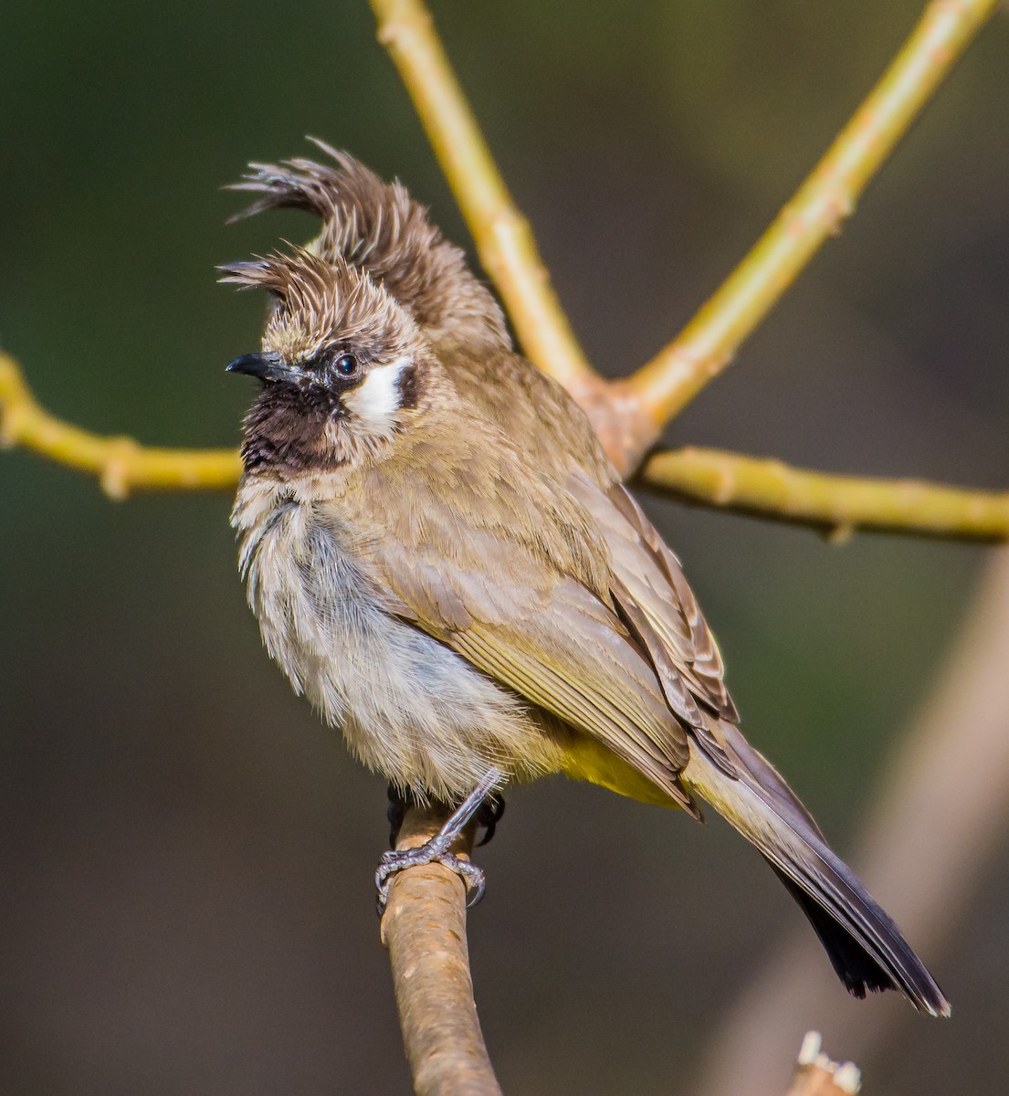 Himalayan Bulbul - Arunava Bhattacharjee