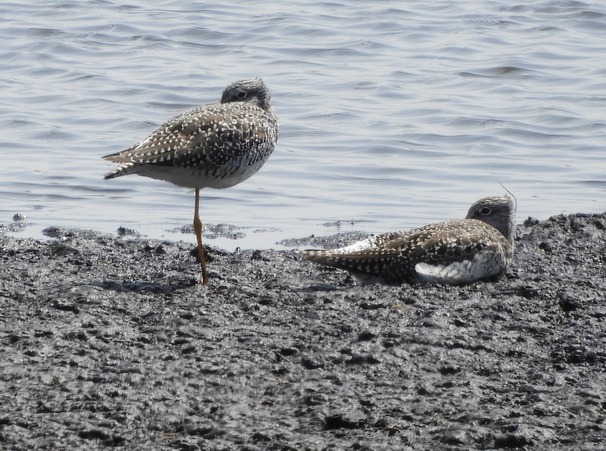 Greater Yellowlegs - ML150947761