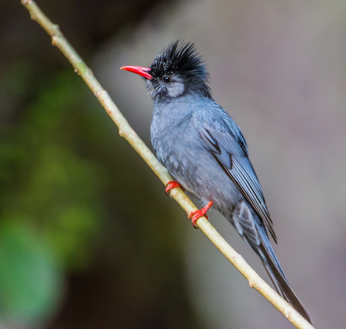 Black Bulbul - ML150947771