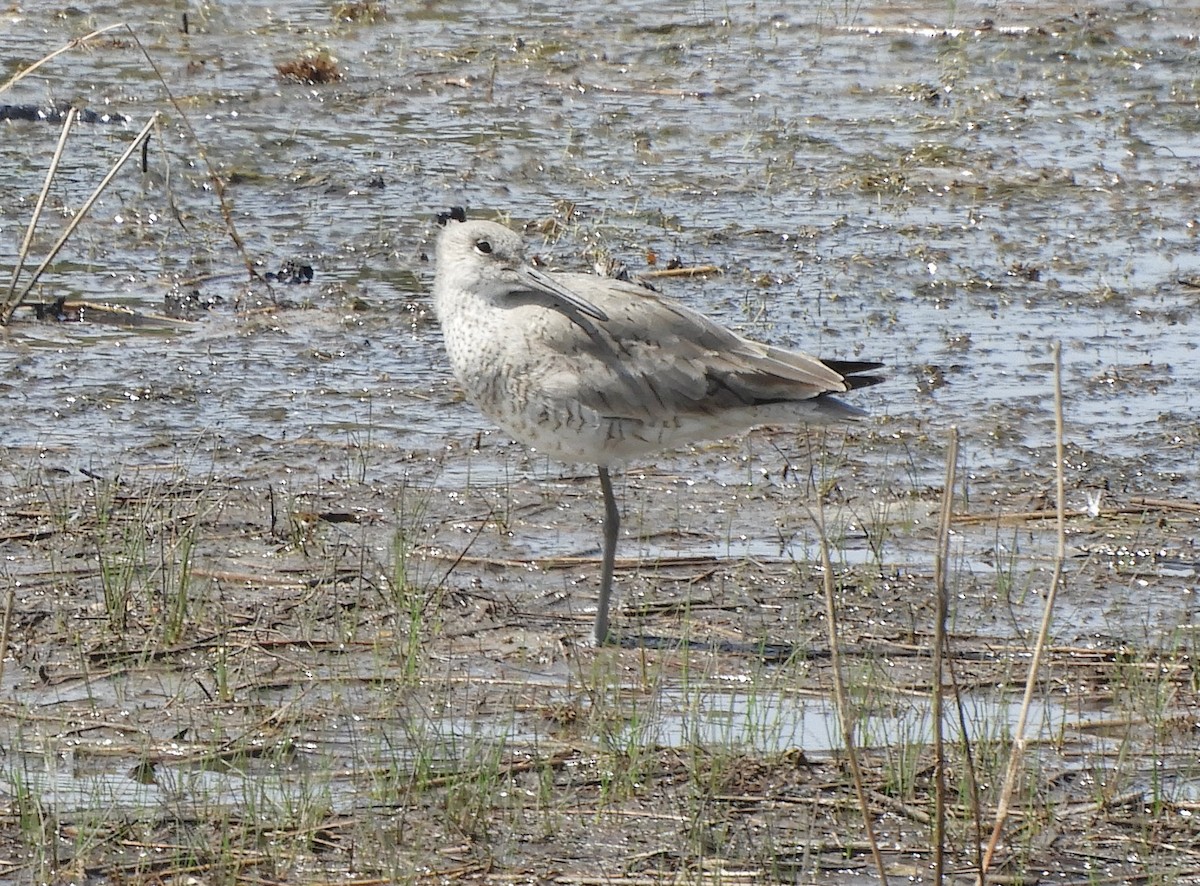 Willet - ML150947921