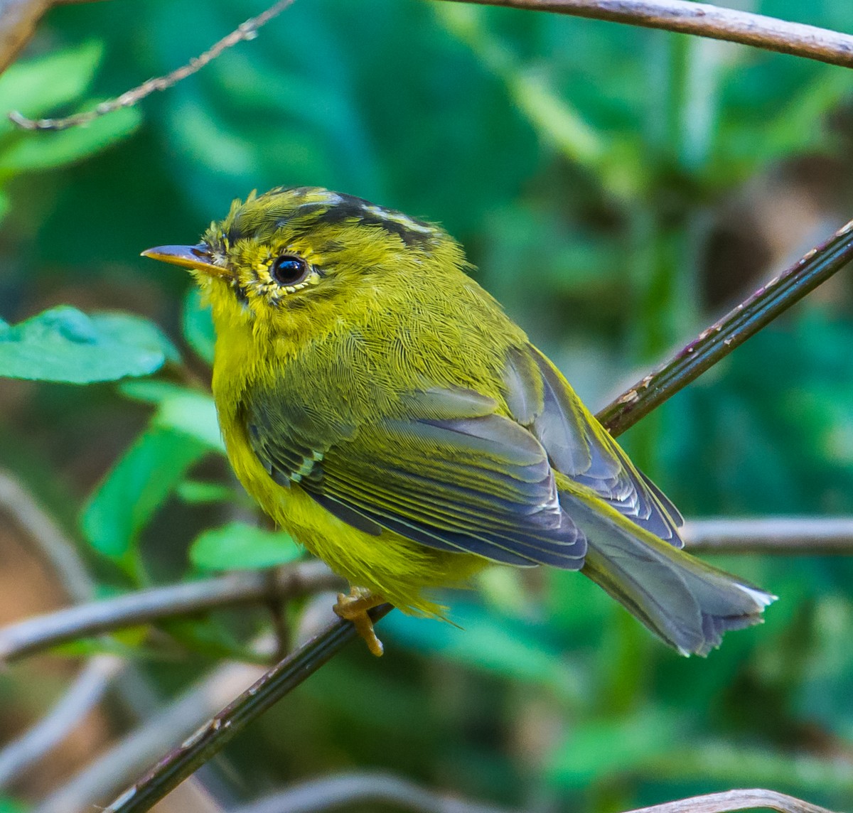 Whistler's Warbler - ML150947951