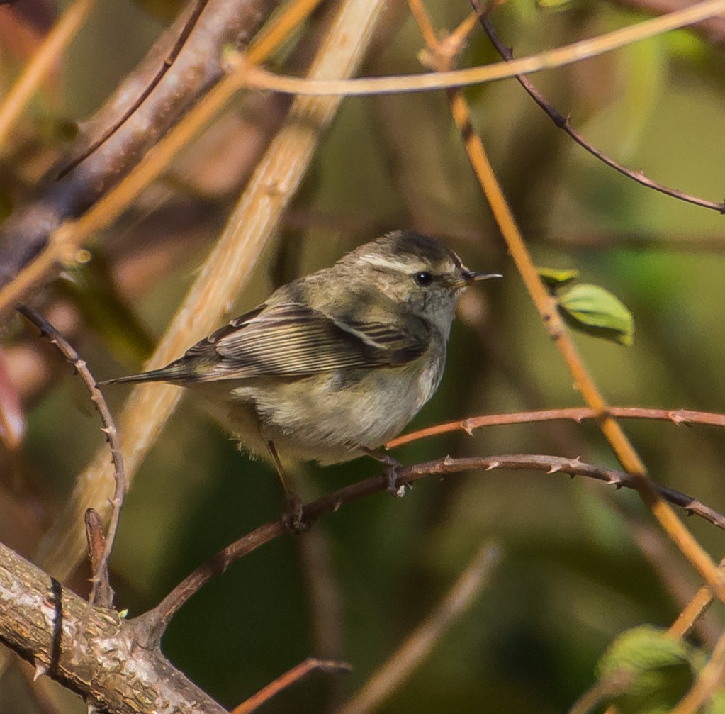 Hume's Warbler - ML150947991