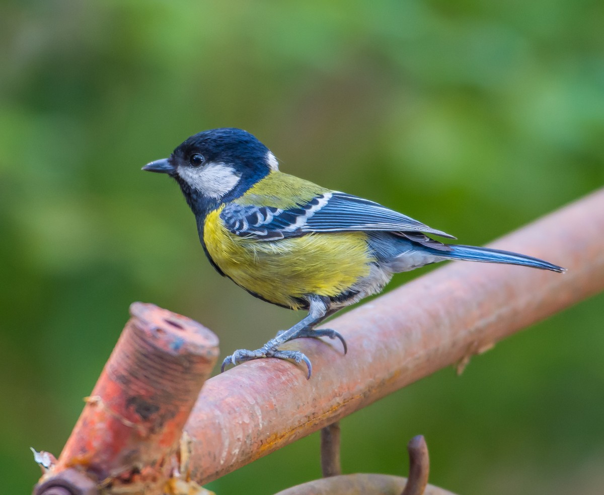 Green-backed Tit - ML150949031