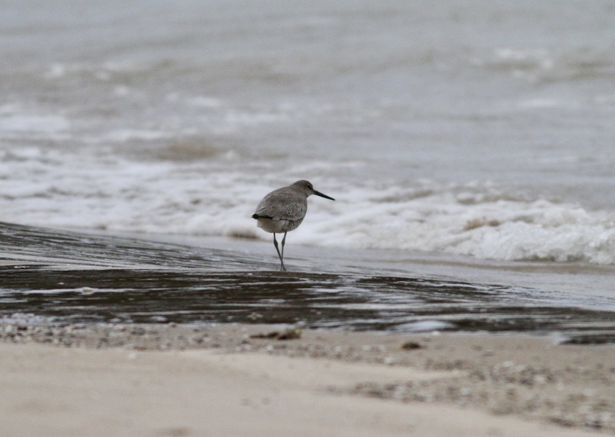 Willet - ML150949181