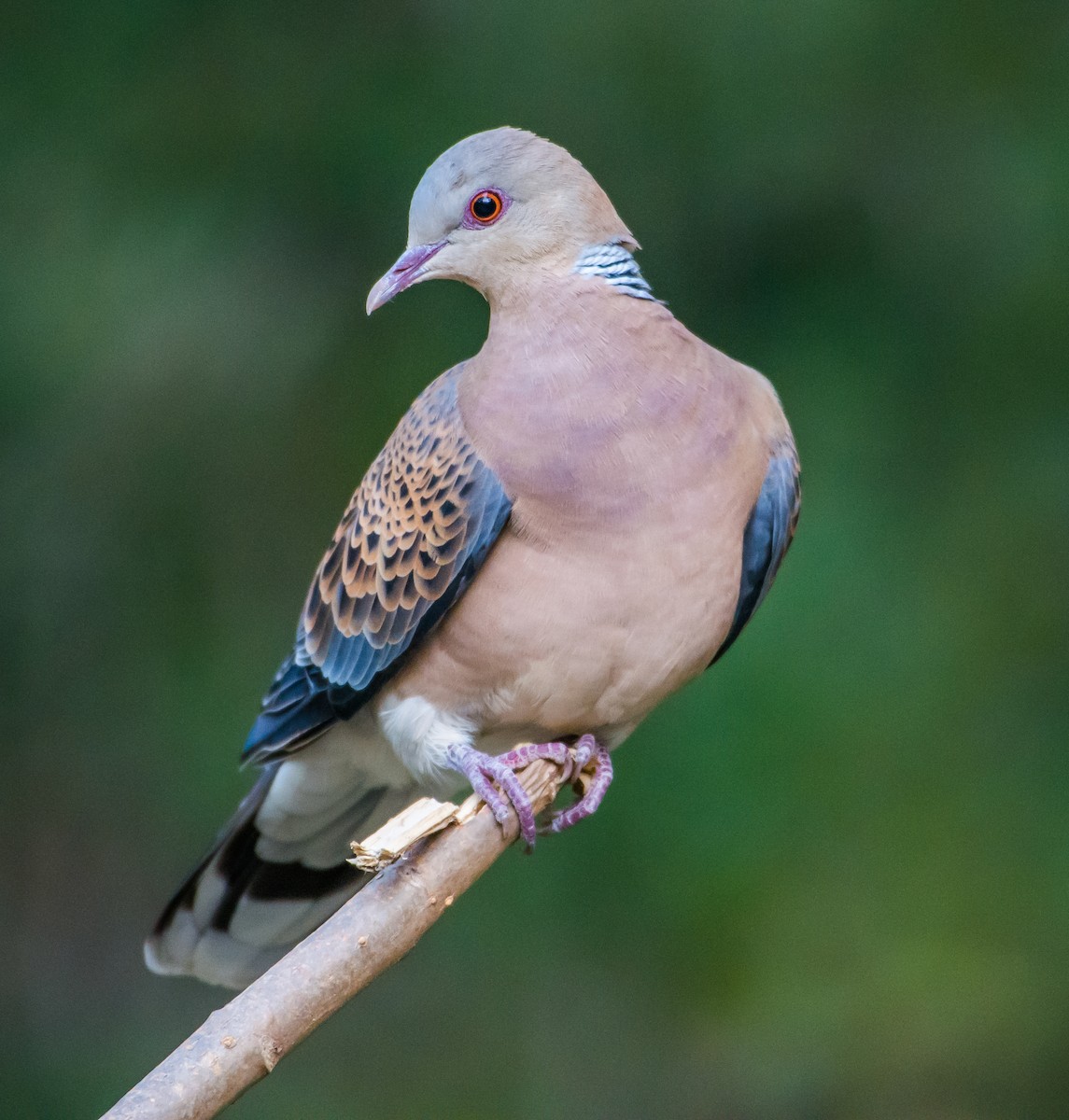 Oriental Turtle-Dove - ML150949421