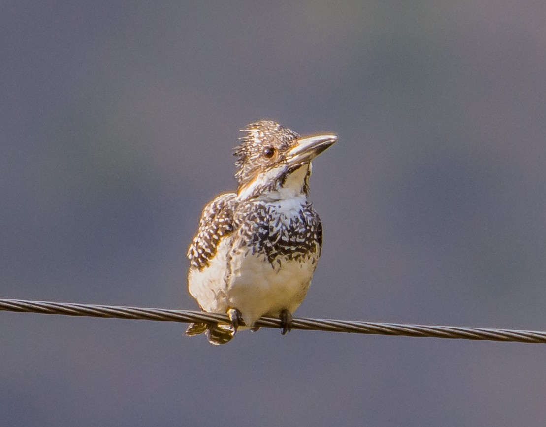 Crested Kingfisher - ML150949521