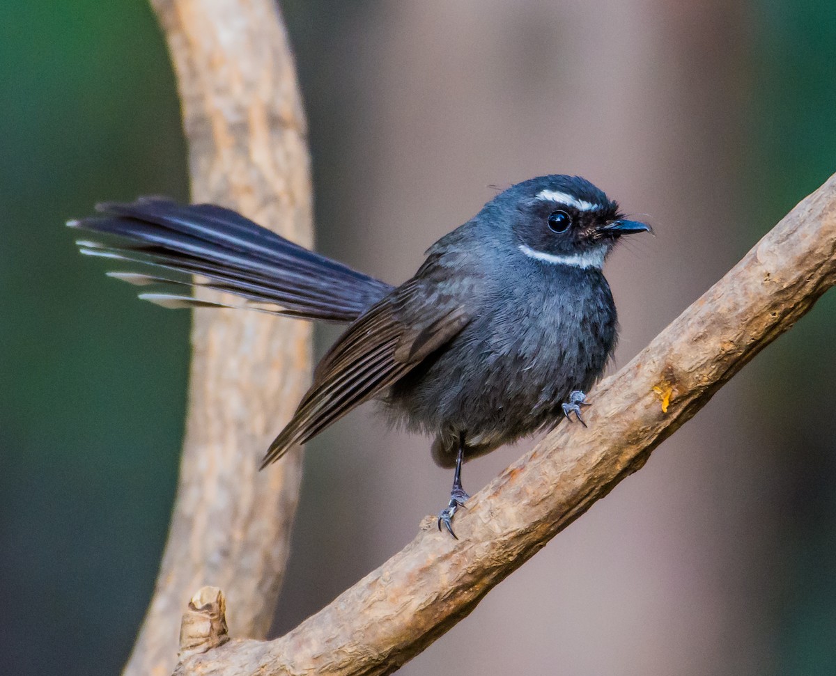 White-throated Fantail - ML150949551