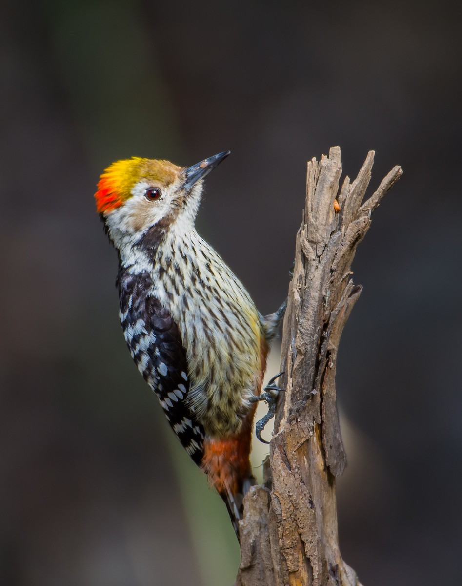 Brown-fronted Woodpecker - ML150950361