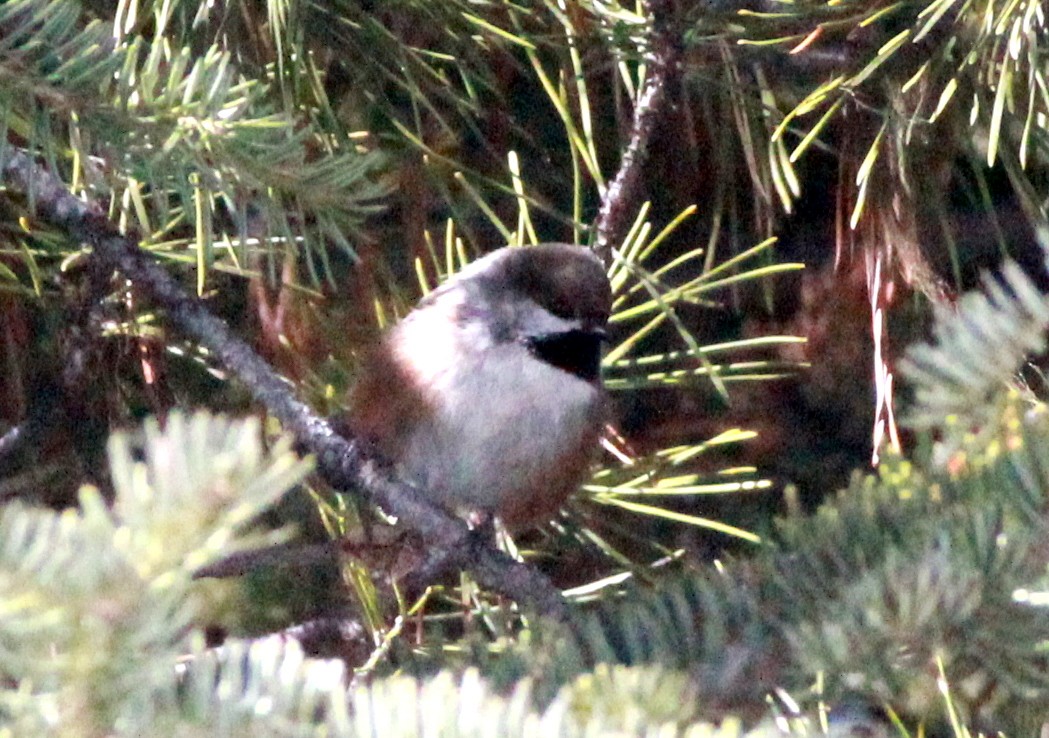 Boreal Chickadee - ML150951681