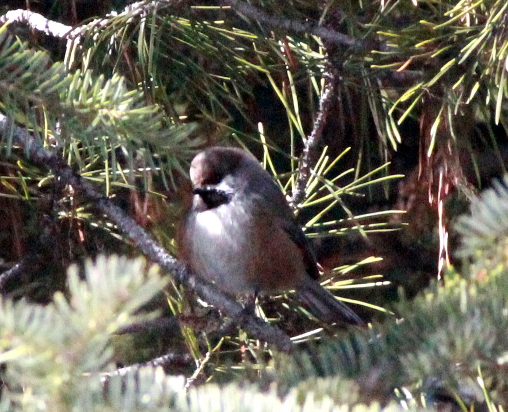 Boreal Chickadee - ML150951691