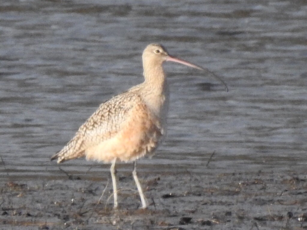 Long-billed Curlew - ML150952401