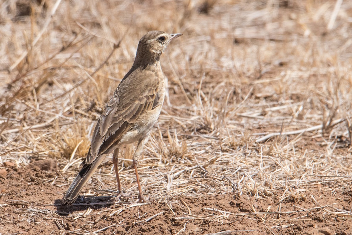 Pipit à dos uni - ML150953281