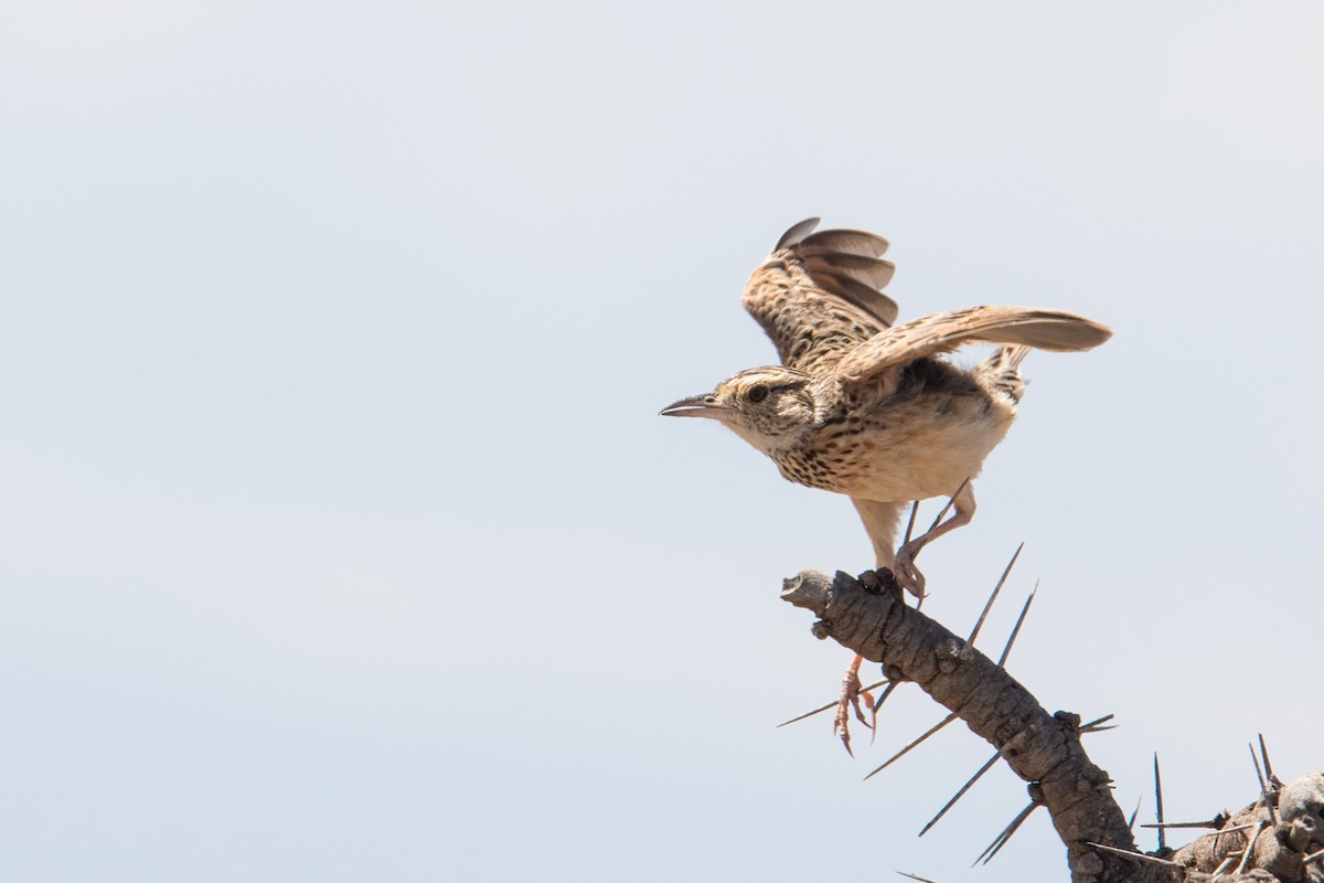 Rufous-naped Lark - Peter  Steward