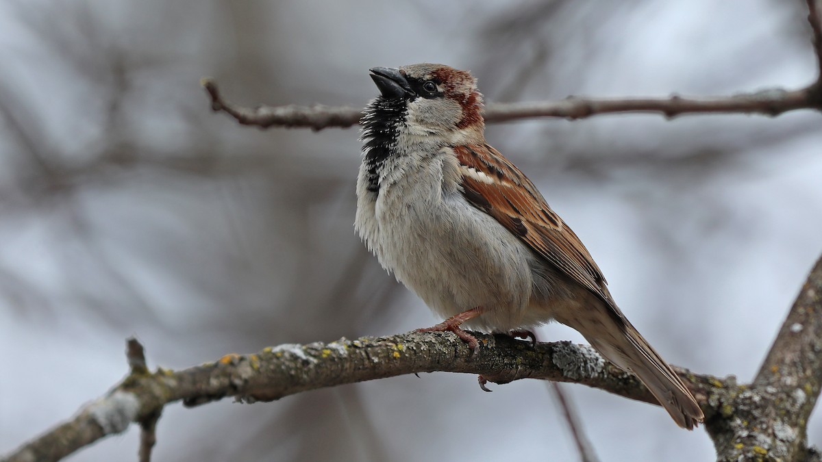 Etxe-txolarrea - ML150953571