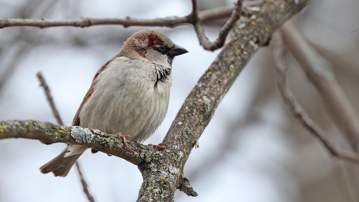 Etxe-txolarrea - ML150953761