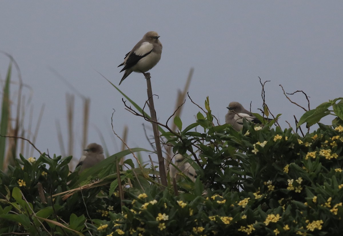 White-shouldered Starling - ML150953911