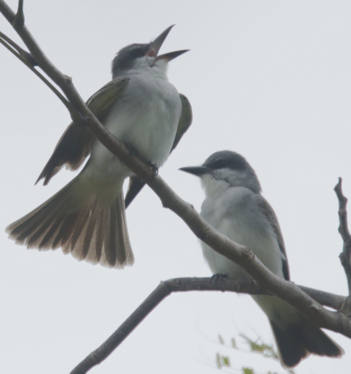 Gray Kingbird - ML150954451