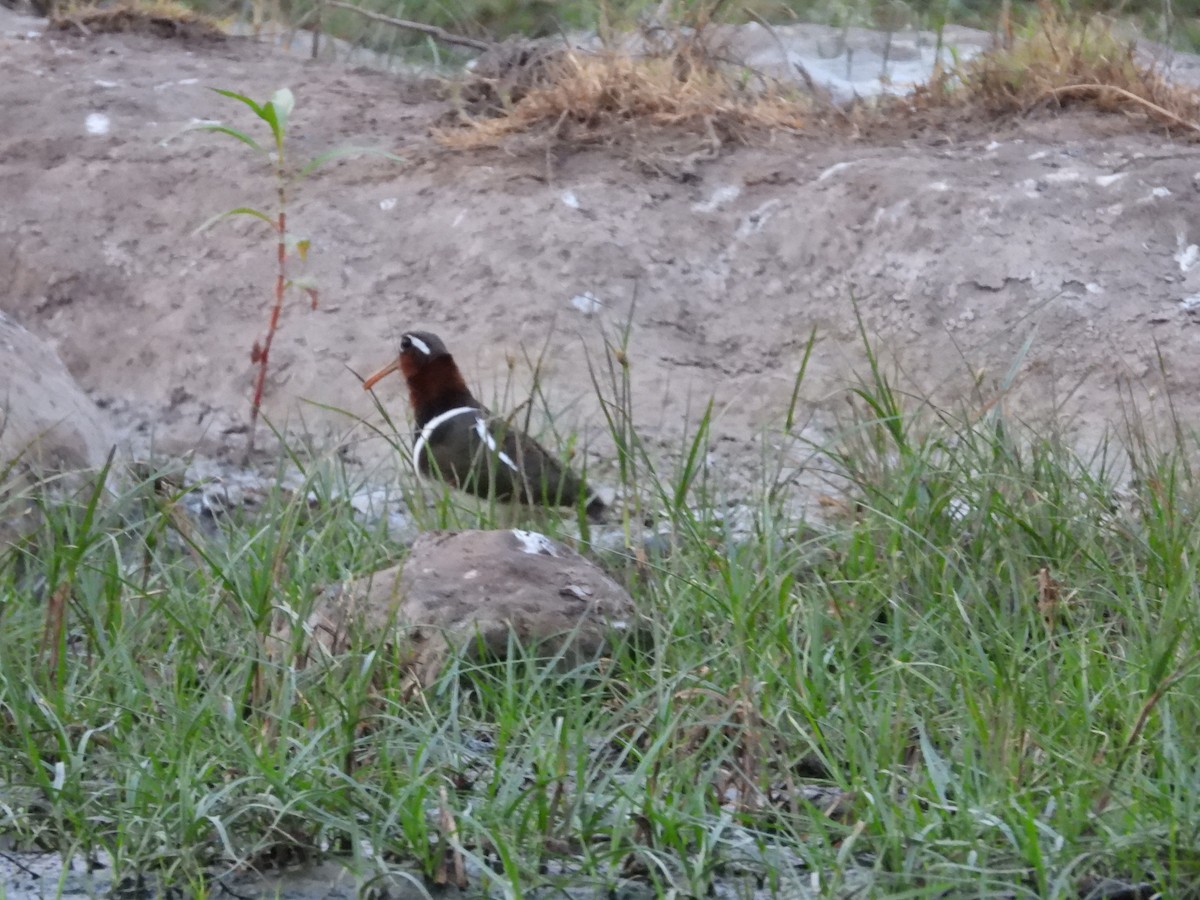 Greater Painted-Snipe - ML150954911