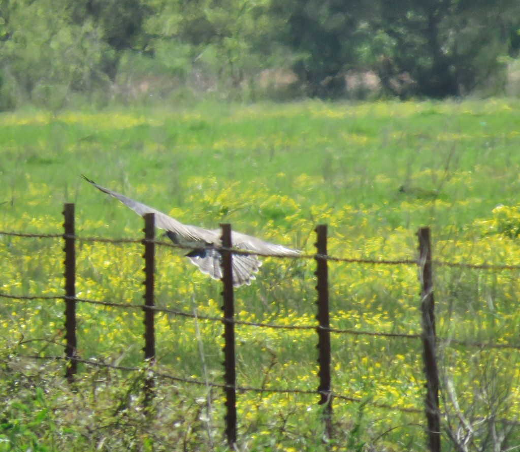 Swainson's Hawk - ML150958901