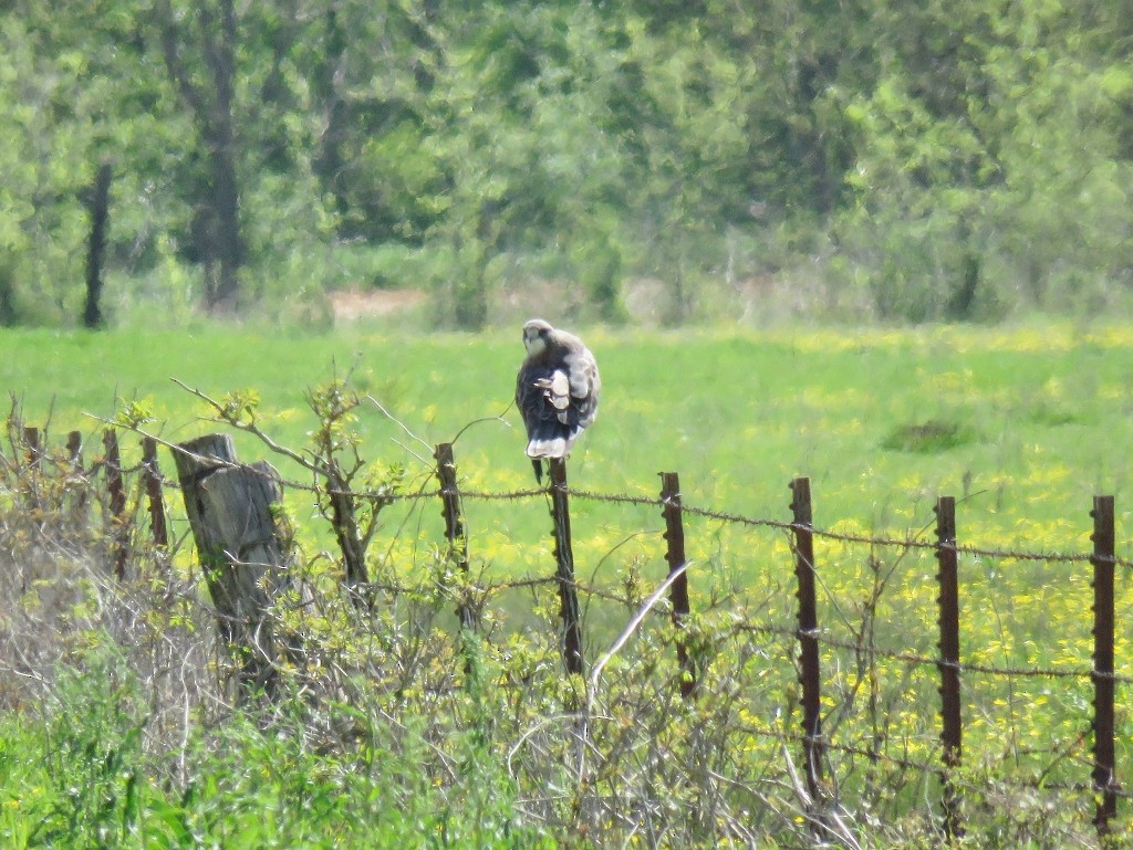 Swainson's Hawk - ML150958931