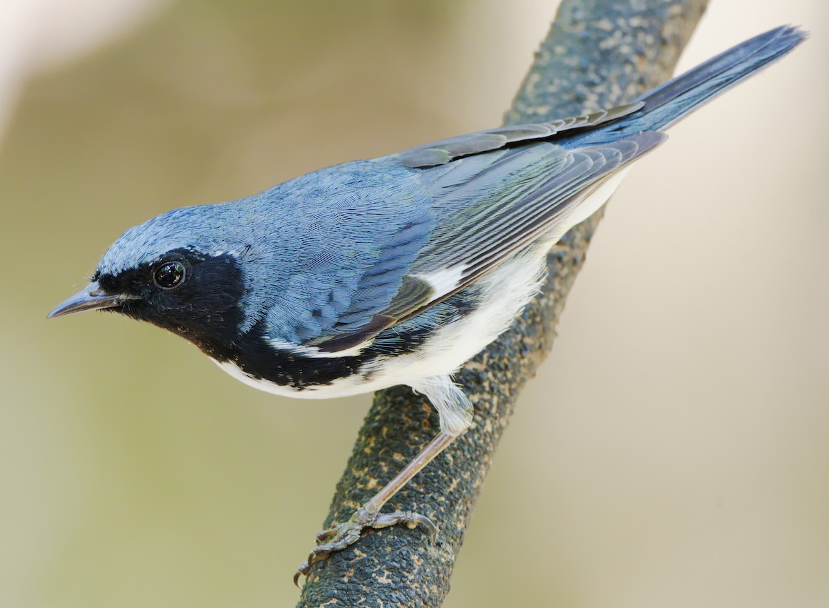 Black-throated Blue Warbler - Forrest Rowland