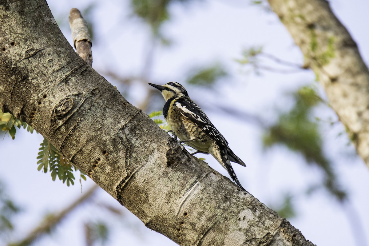 Yellow-bellied Sapsucker - ML150960081