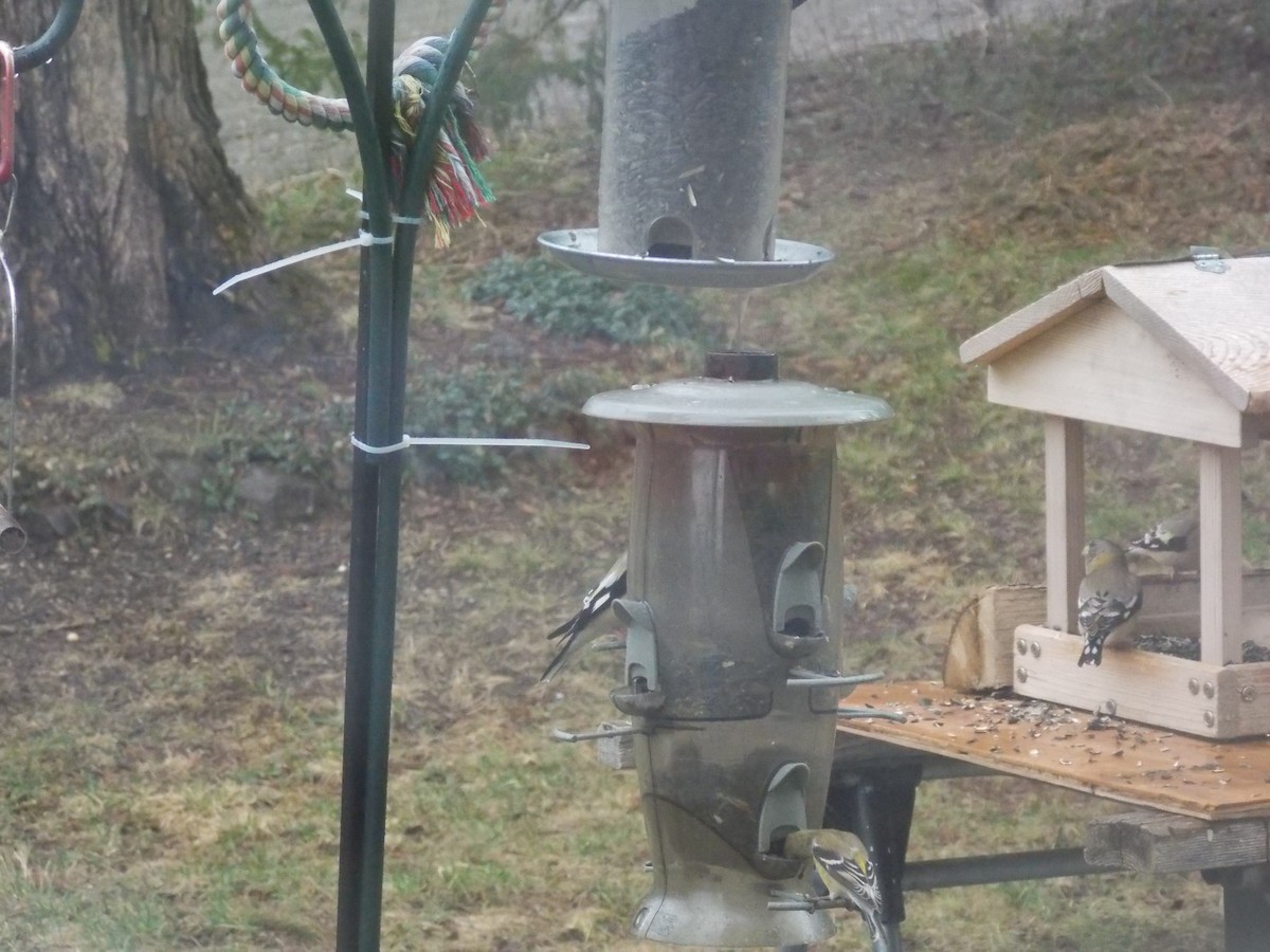 Evening Grosbeak - ML150960111