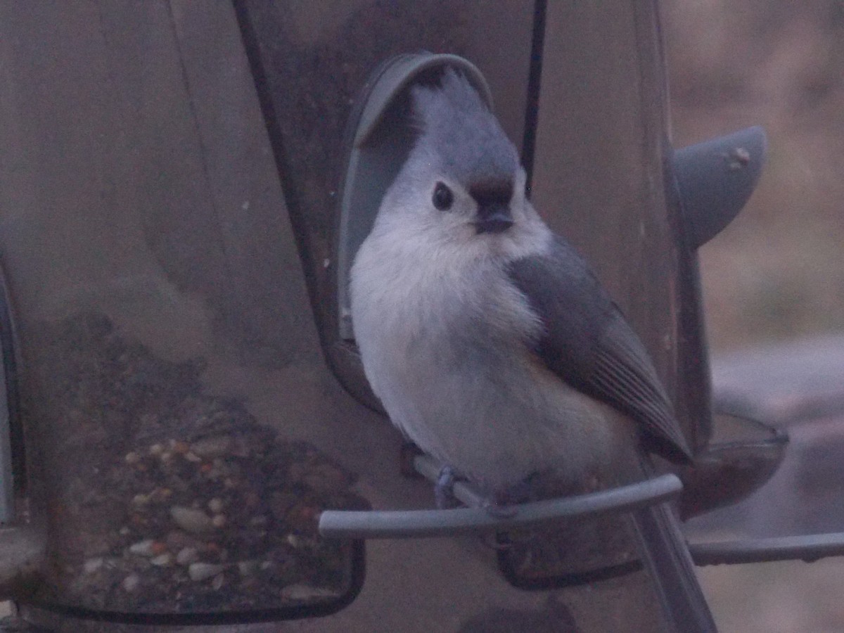 Tufted Titmouse - ML150960481