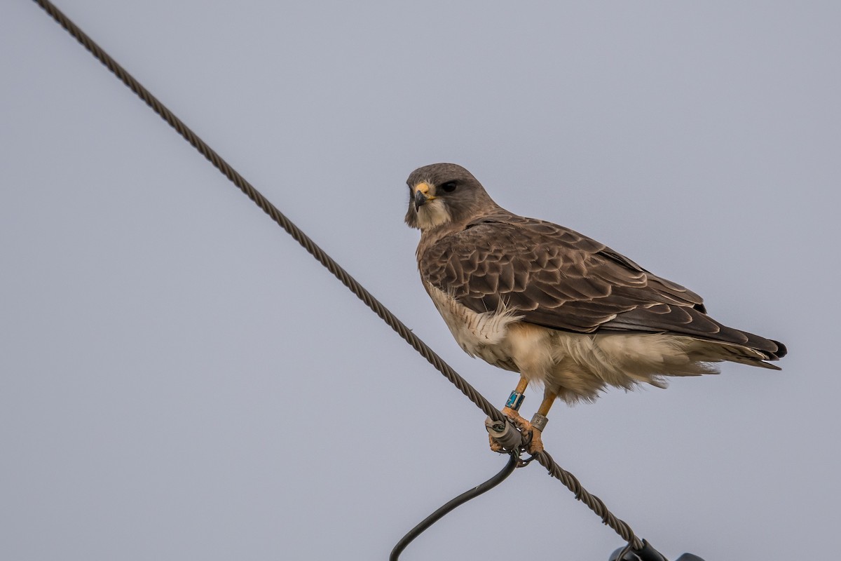 Swainson's Hawk - ML150960771