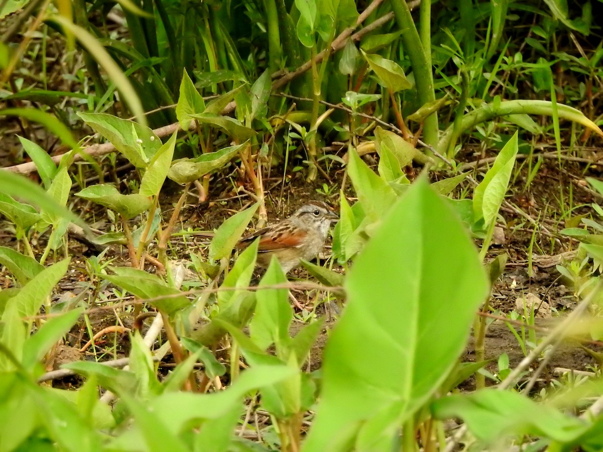 Swamp Sparrow - ML150961081
