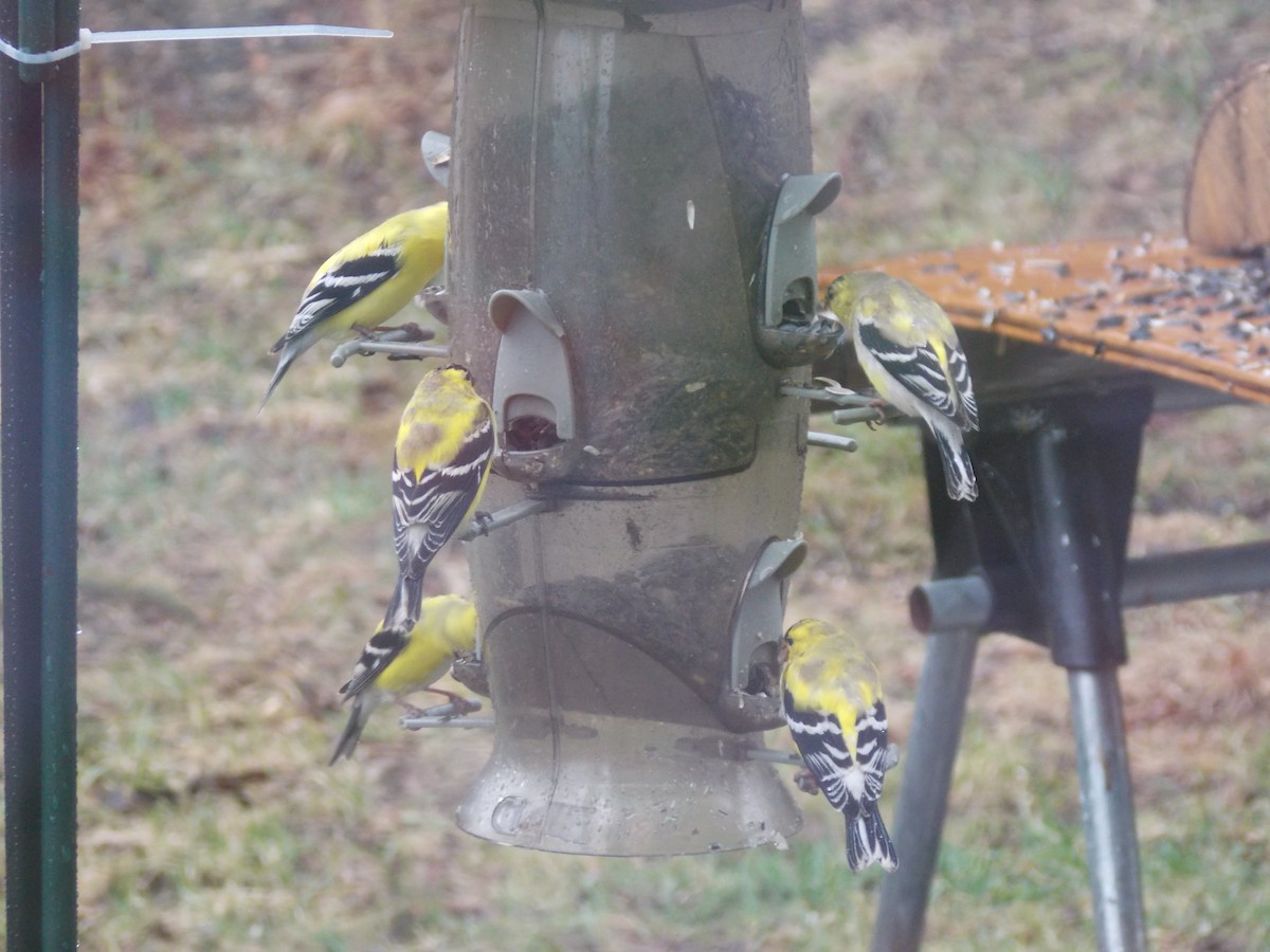 American Goldfinch - ML150961561