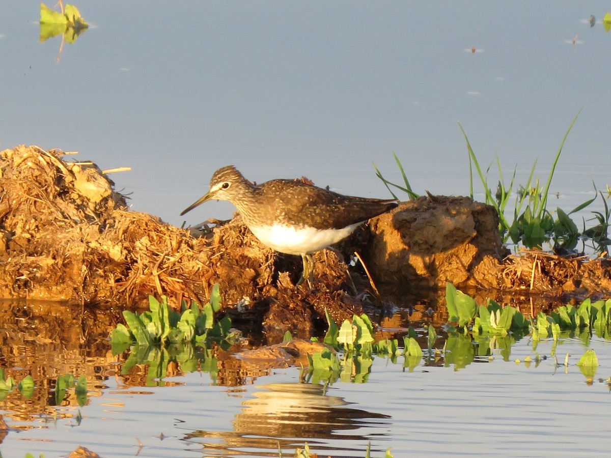 Waldwasserläufer - ML150961581