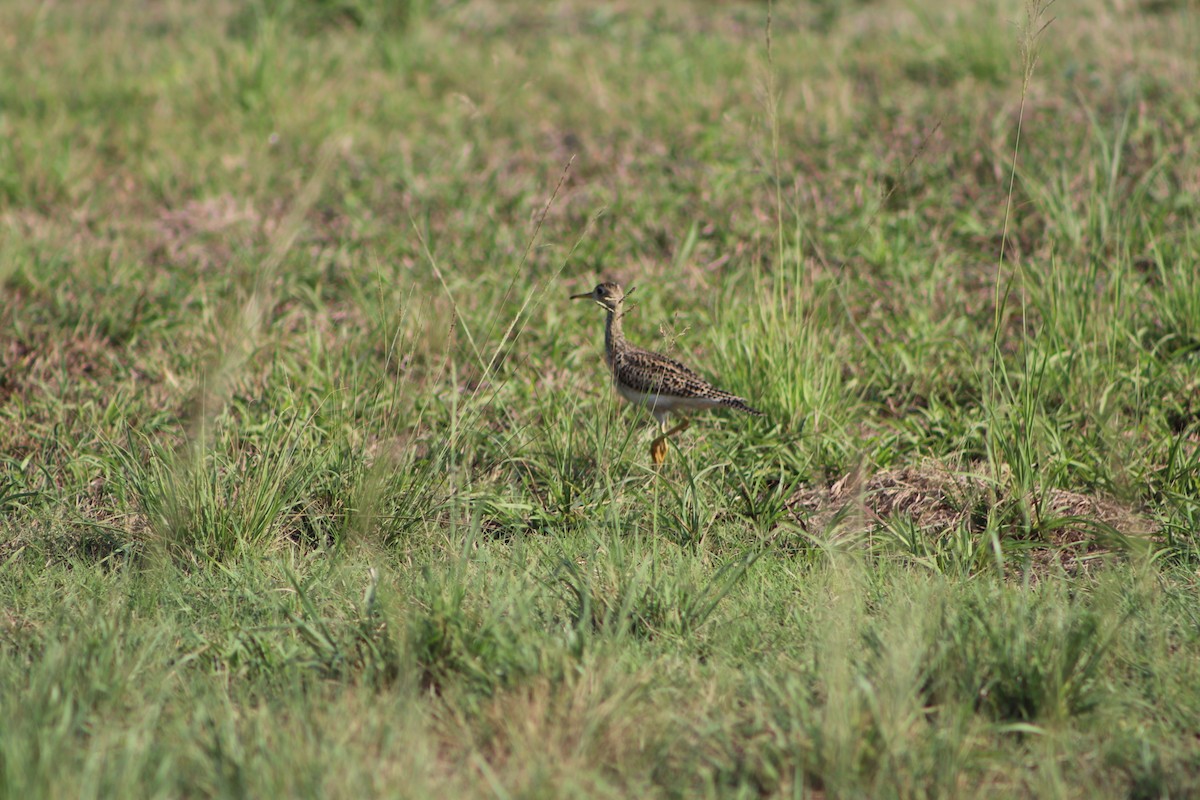 Upland Sandpiper - ML150961881