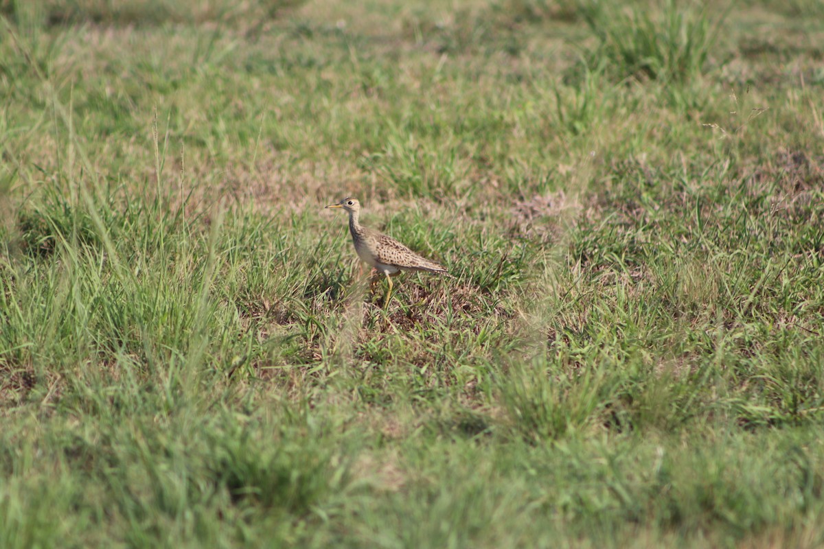 Upland Sandpiper - ML150961901