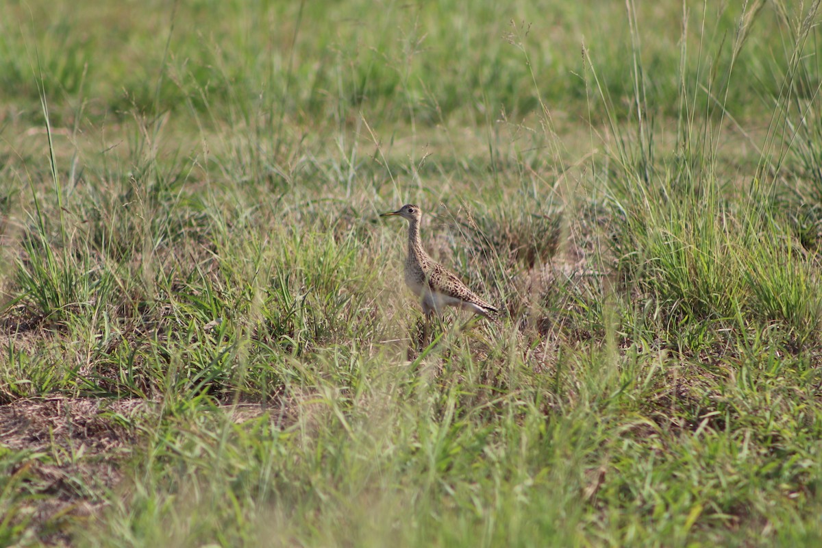 Upland Sandpiper - ML150961911