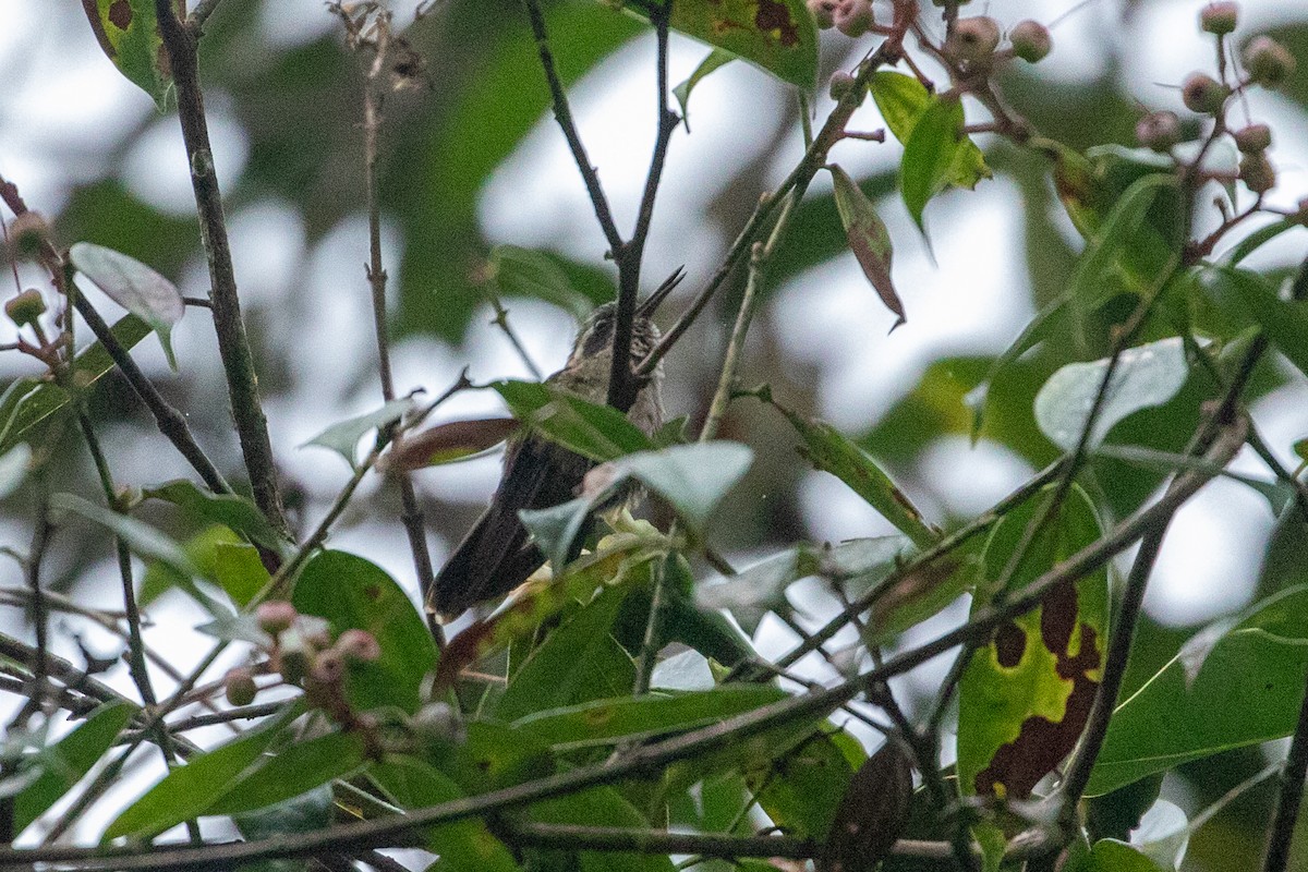 Speckled Hummingbird - ML150962161