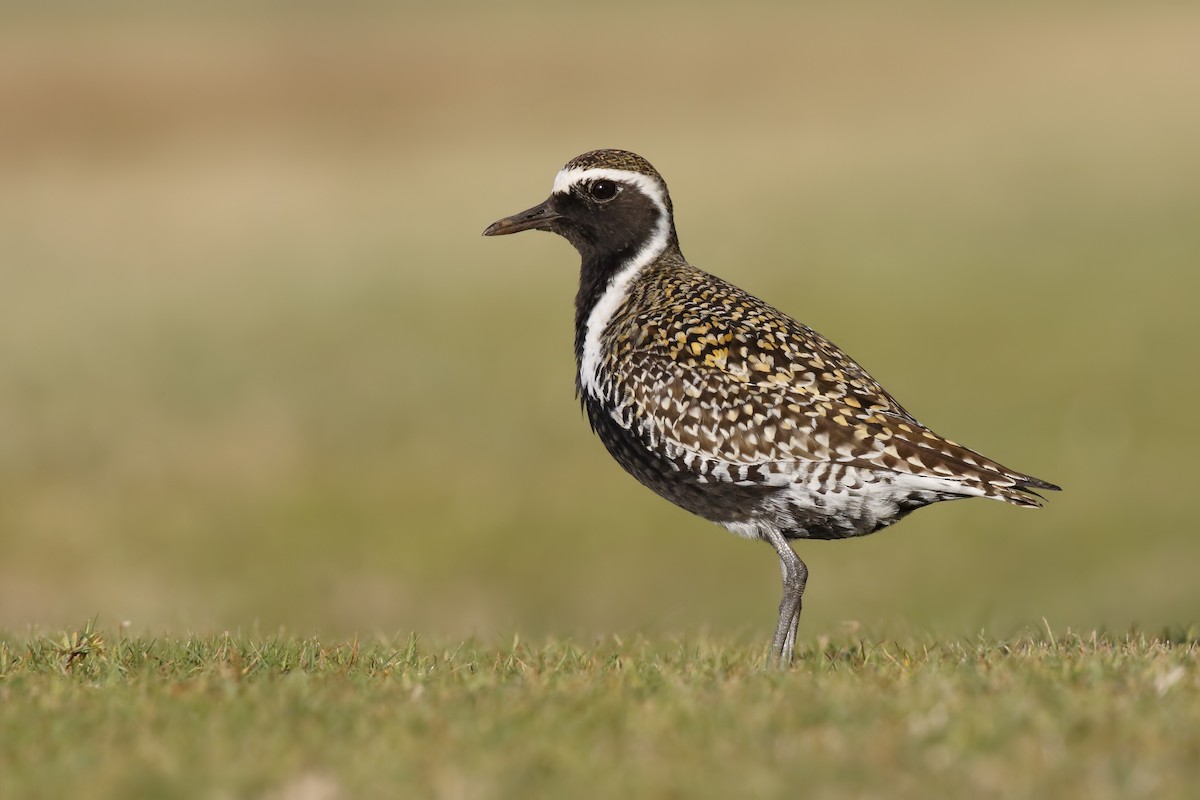 Pacific Golden-Plover - ML150962421