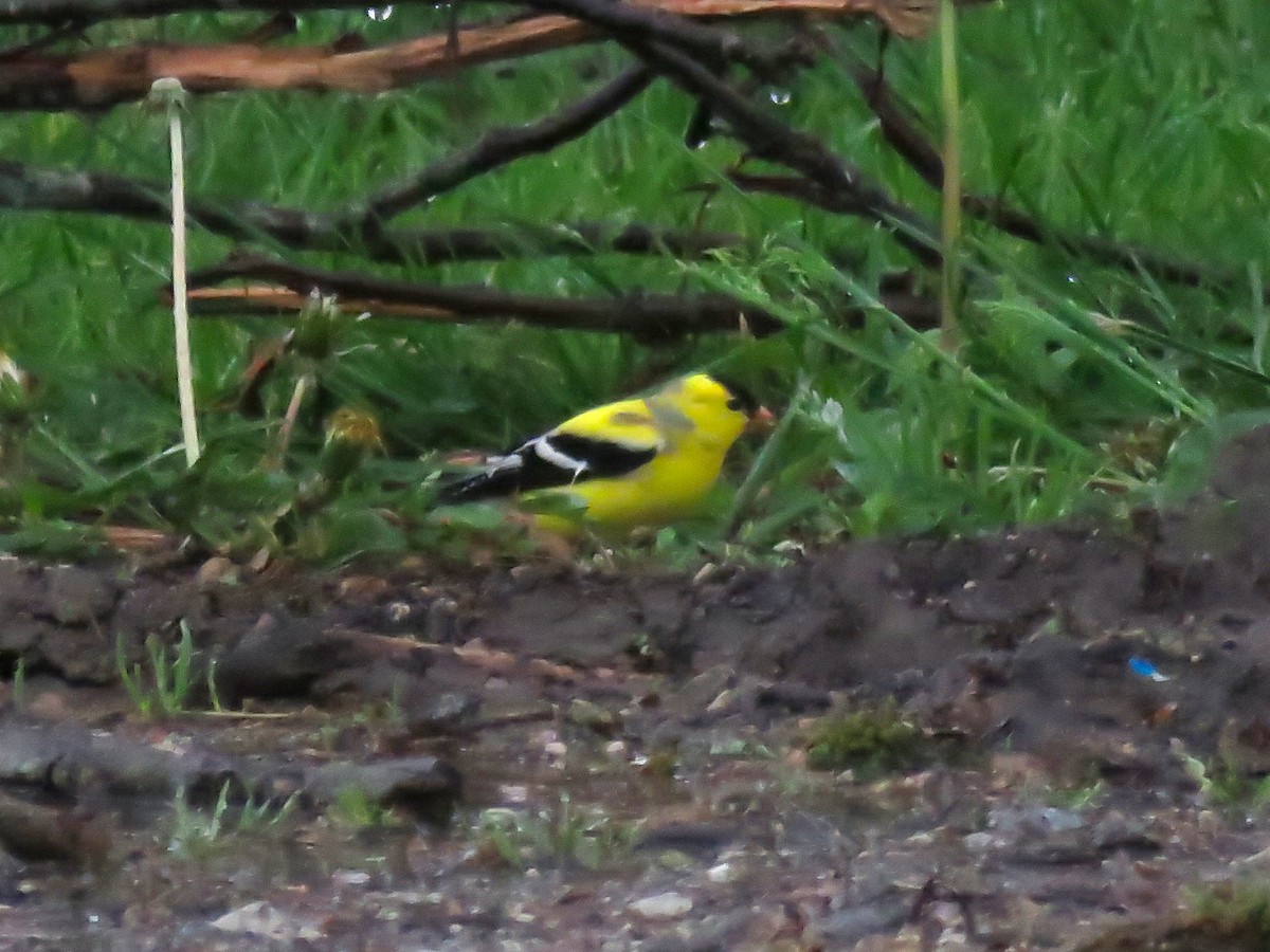 American Goldfinch - ML150963711