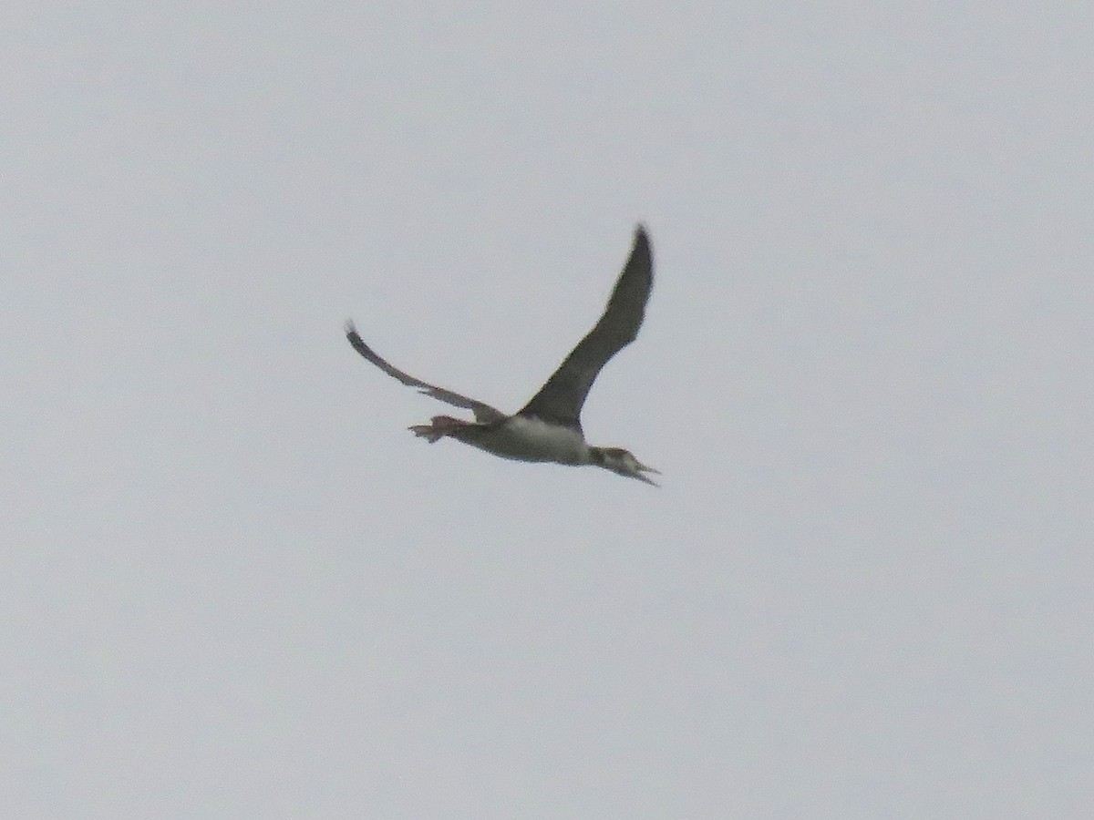 Common Loon - ML150963821