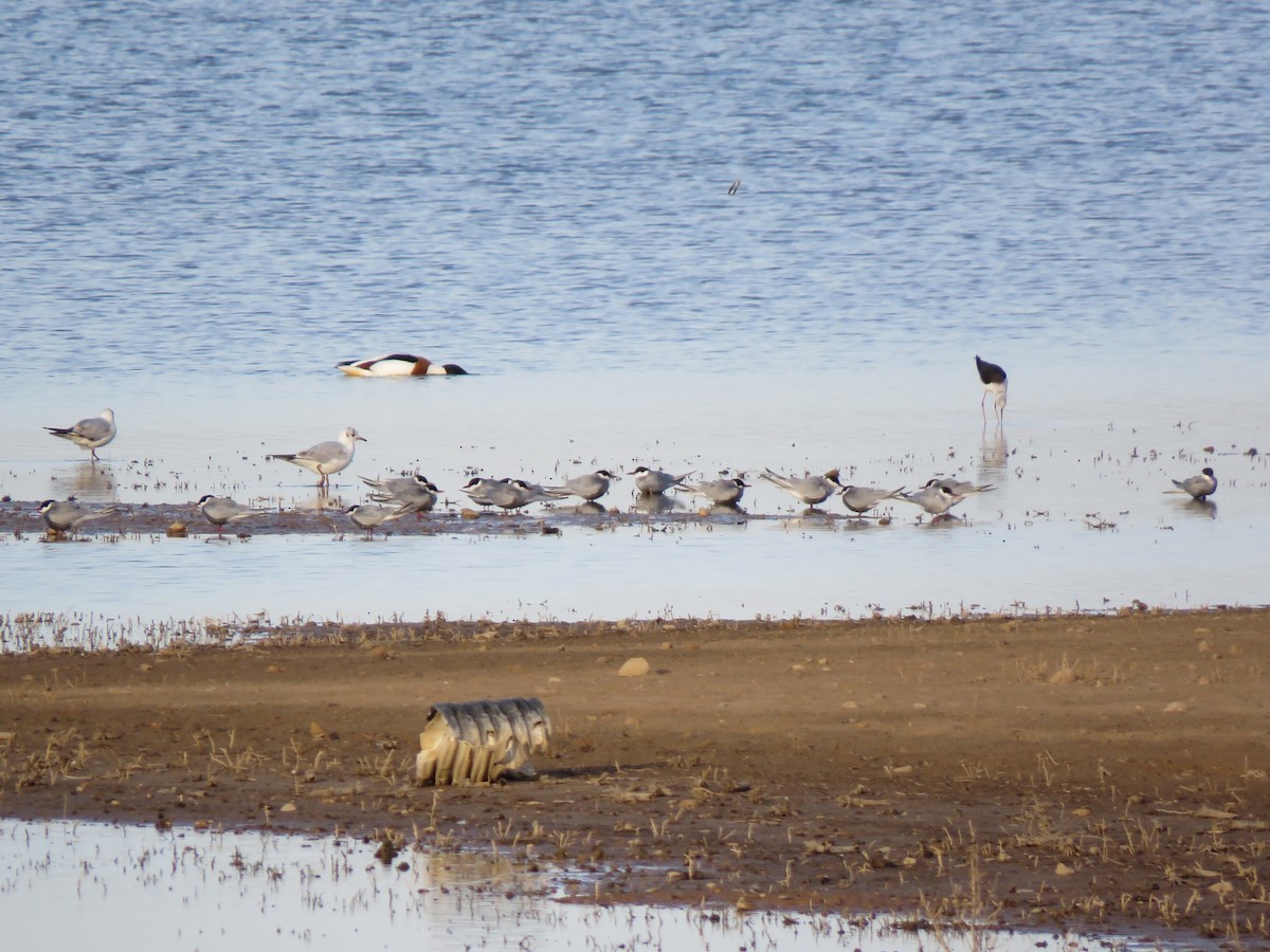 Whiskered Tern - ML150963941