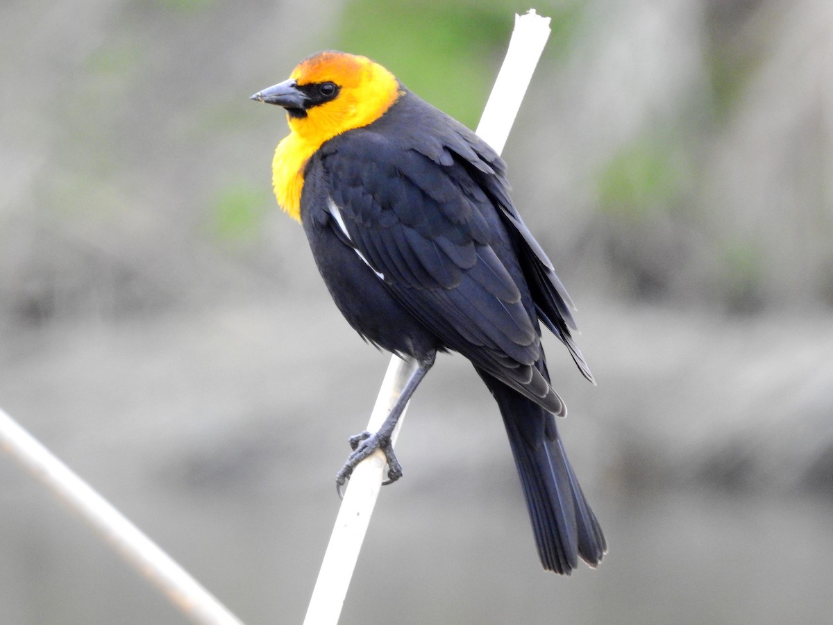 Yellow-headed Blackbird - dave haupt