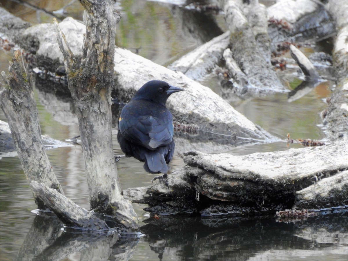 Red-winged Blackbird - ML150964281