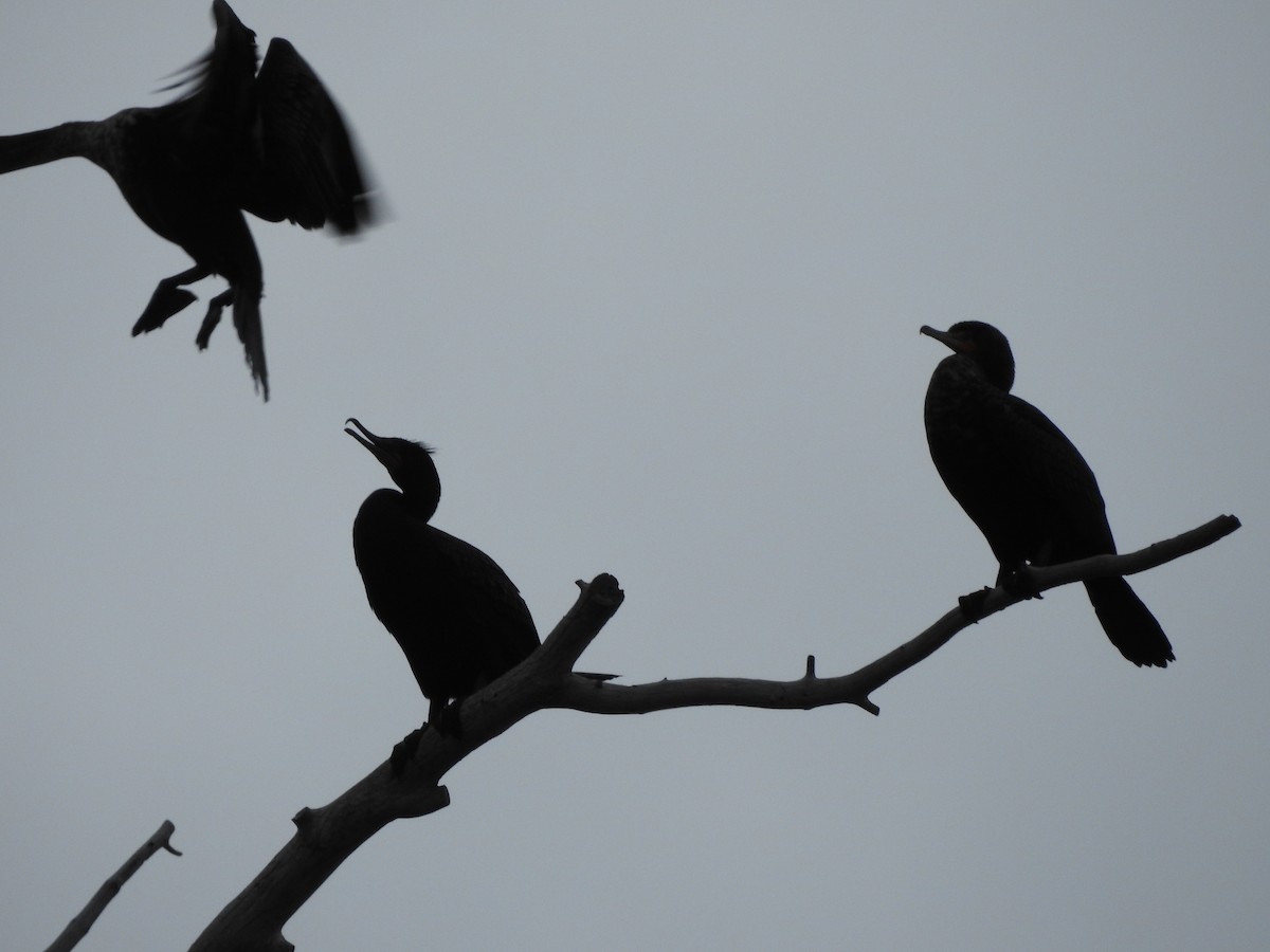 Double-crested Cormorant - ML150964871